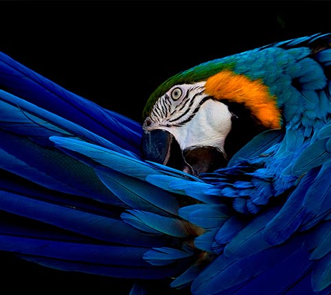 Exotic Pet Veterinarian Normal IL