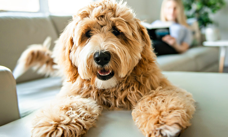 Canine Cancer Awareness