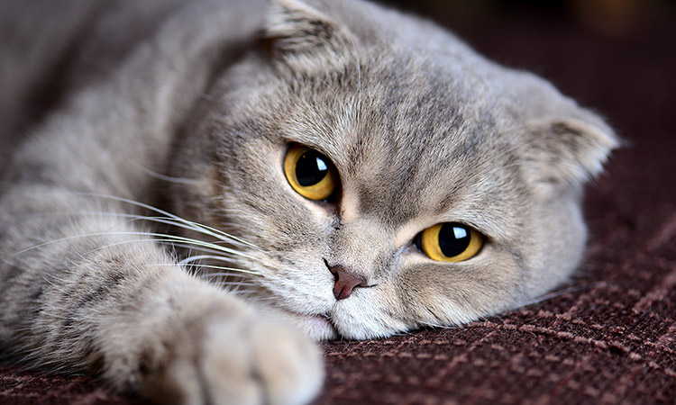 Feline Cancer Awareness Month