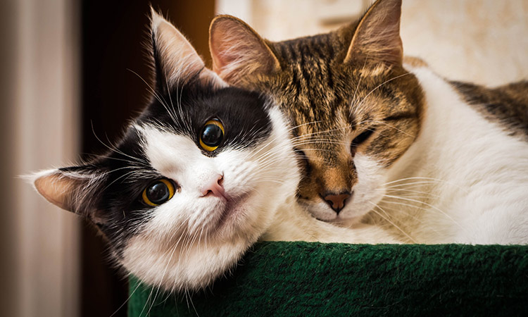 Feline Cancer Checklist